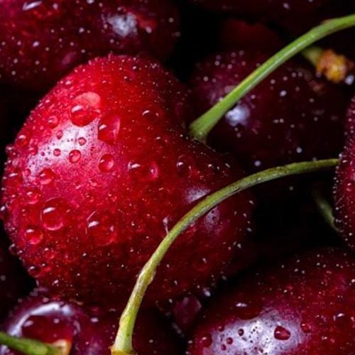 Сажанец Черешня Джерело летний сорт ранний срок созревания (39899)