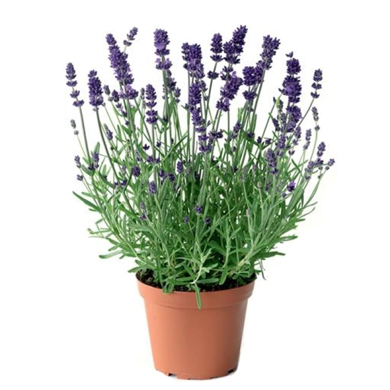 Семена цветов Лаванда узколистная Scent Blue Early Syngenta 1000 шт. (BN04343)
