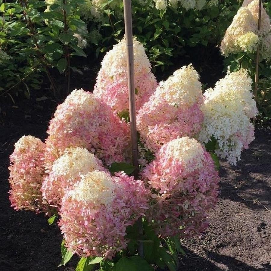 Саженец гортензии метельчатой Hydrangea paniculata Royal Flower Р9 (1728269681)