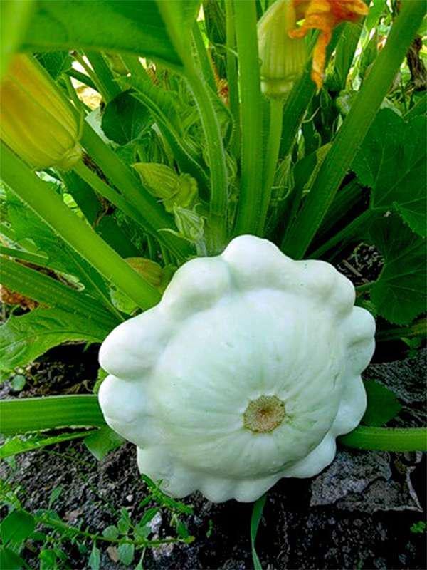 Семена Патиссон Диск ТМ Агроном ТД Гекса-Украина 01-05-044 20 шт. (IR01181)