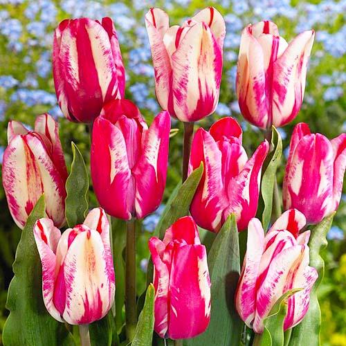 Тюльпан Florium Flaming Kiss (12778)