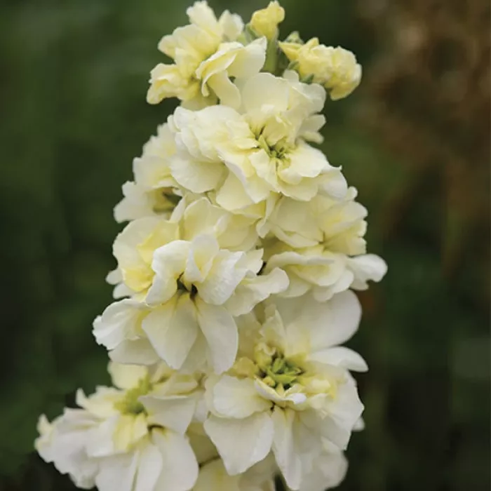 Семена цветов Левкой поле срез COLUMN Miracle Gold (BN01549)