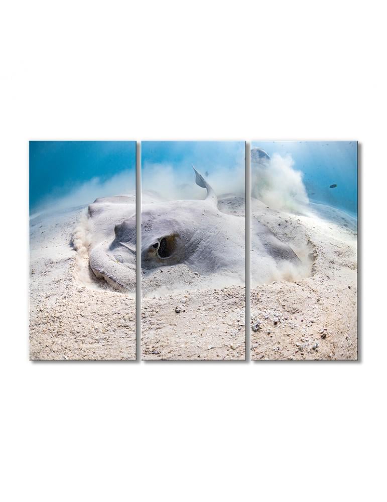 Картина модульная Скат в песке 3 модуля 60x90 см