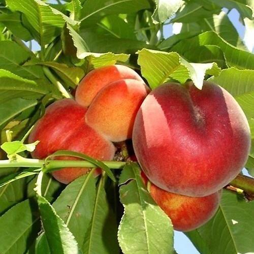 Сажанец Персик Сан Крест летний срот средний срок созревания (25763)