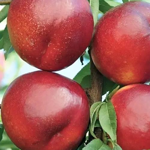 Саджанець Нектарин Венус лисий персик літній сорт середній термін дозрівання (183838)