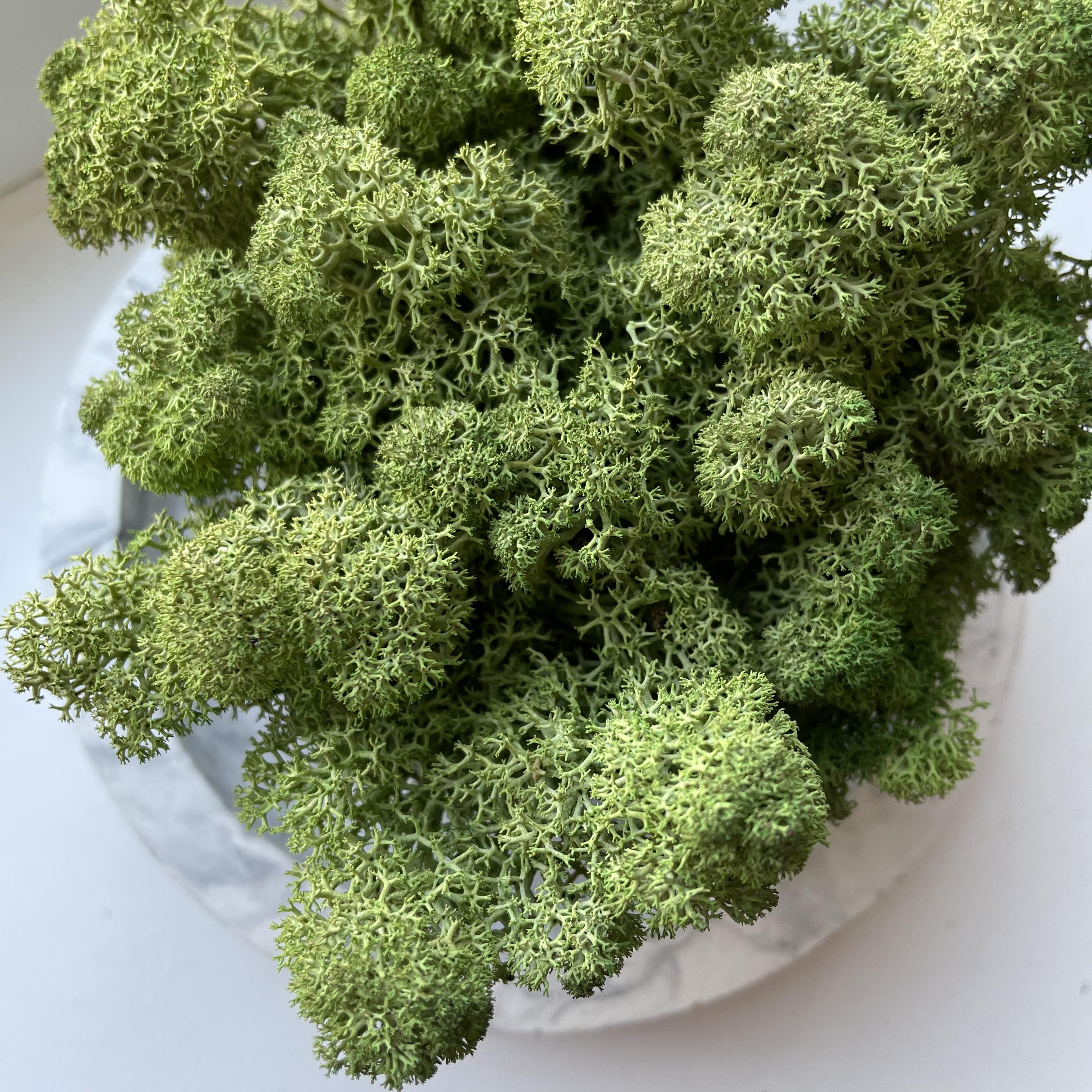 Стабілізований мох норвезький ягель 2 кг Зелений дуб (27323056) - фото 6 Стабілізований мох норвезький ягель 2 кг Зелений дуб (27323056) - фото 6