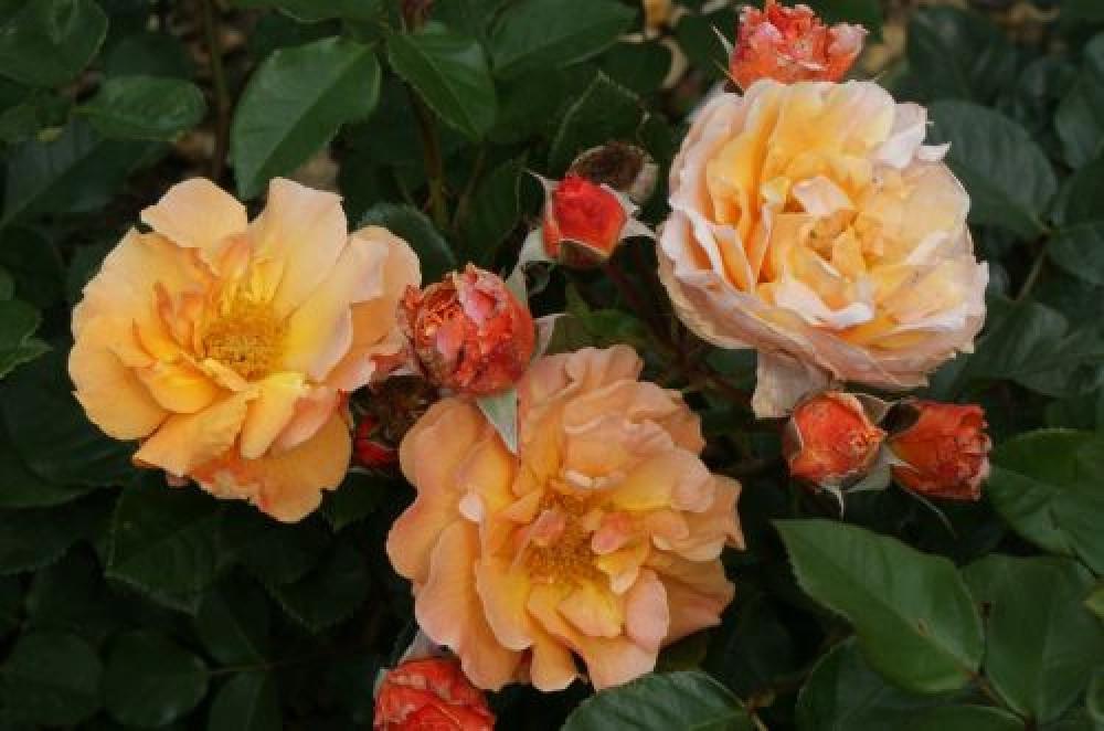 Троянда Velet Arabia Шраб в контейнері (2669431284) - фото 3 Троянда Velet Arabia Шраб в контейнері (2669431284) - фото 3