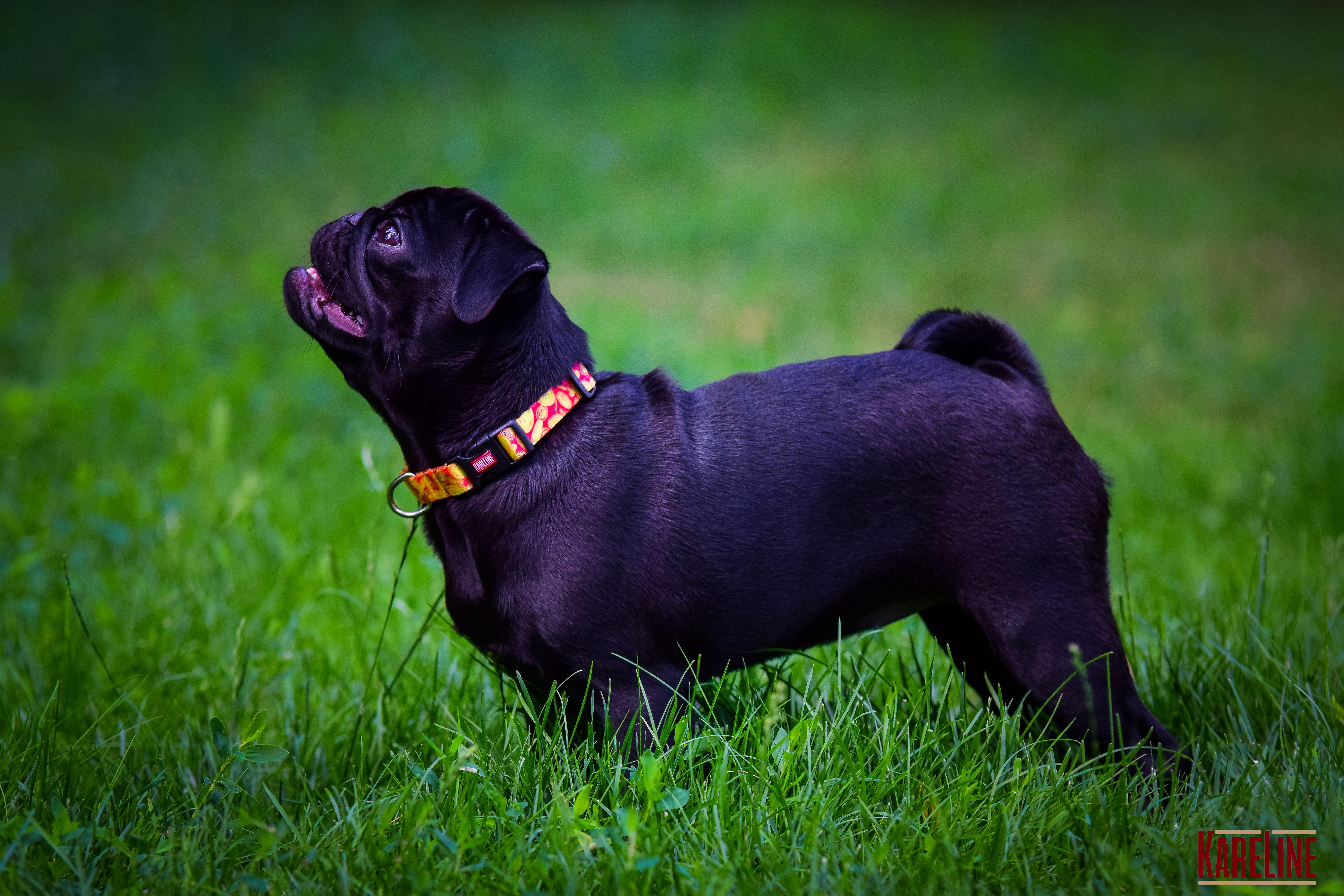 Ошейник KareLine MONEY из нейлона с пластиковой пряжкой 15 мм 240-340 мм (0801/2) - фото 5 Ошейник KareLine MONEY из нейлона с пластиковой пряжкой 15 мм 240-340 мм (0801/2) - фото 5