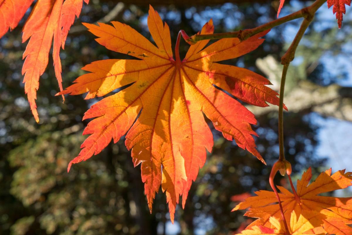 Семена Клен японский Acer japonicum пальмолистный 10 шт.