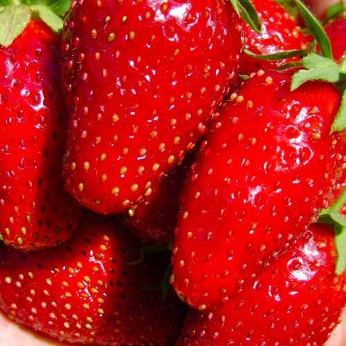 Сажанец Клубника насыщенно-красная Большая Ненси Big Nancy 5 шт. премиальный ремонтантный сорт гигантские ягоды (48179)