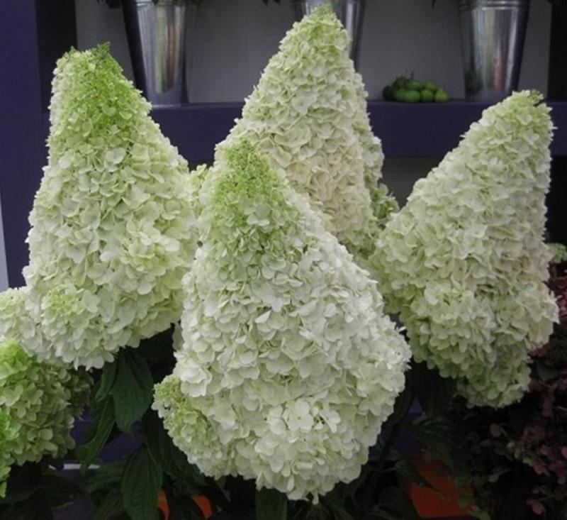 Гортензия метельчатая Полар Бир Р9 (2612629555)