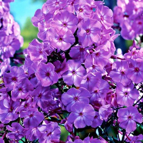 Флокс Florium Pixie Miracle Grace (4019)