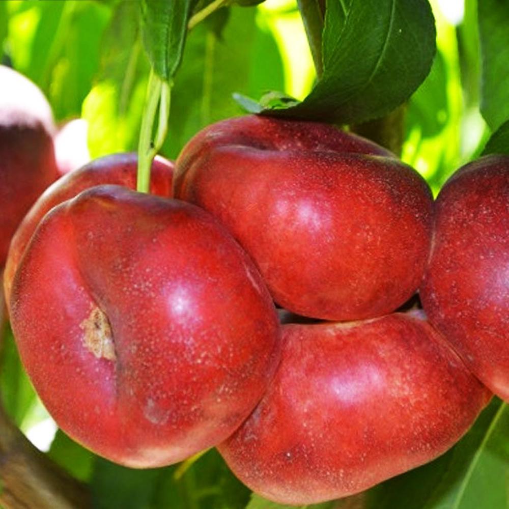 Саджанець нектарину Концеттіна 2 річний (14965486)