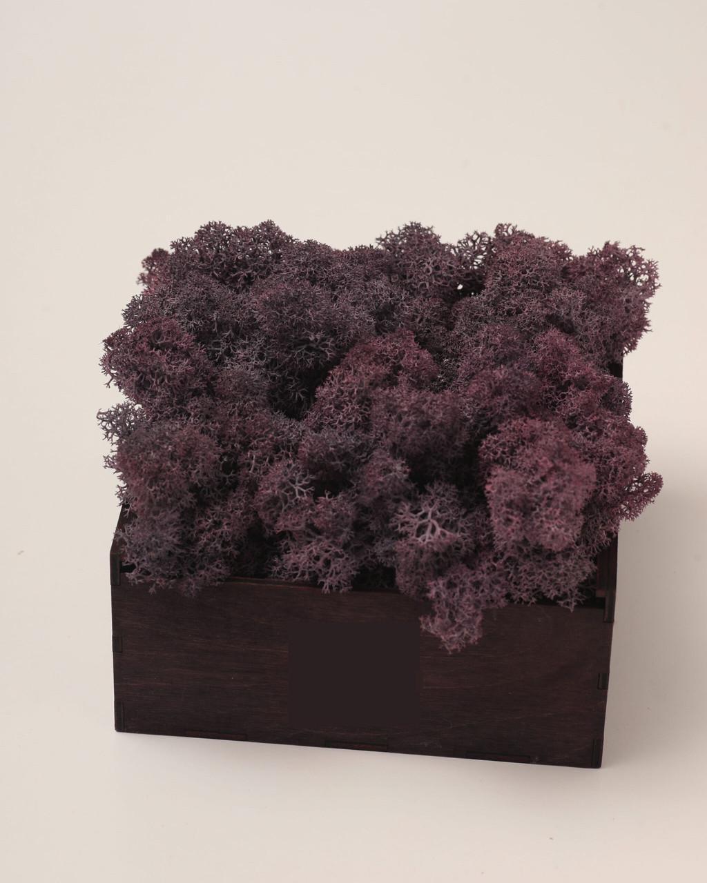 Стабилизированный мох Autumn (20698633)