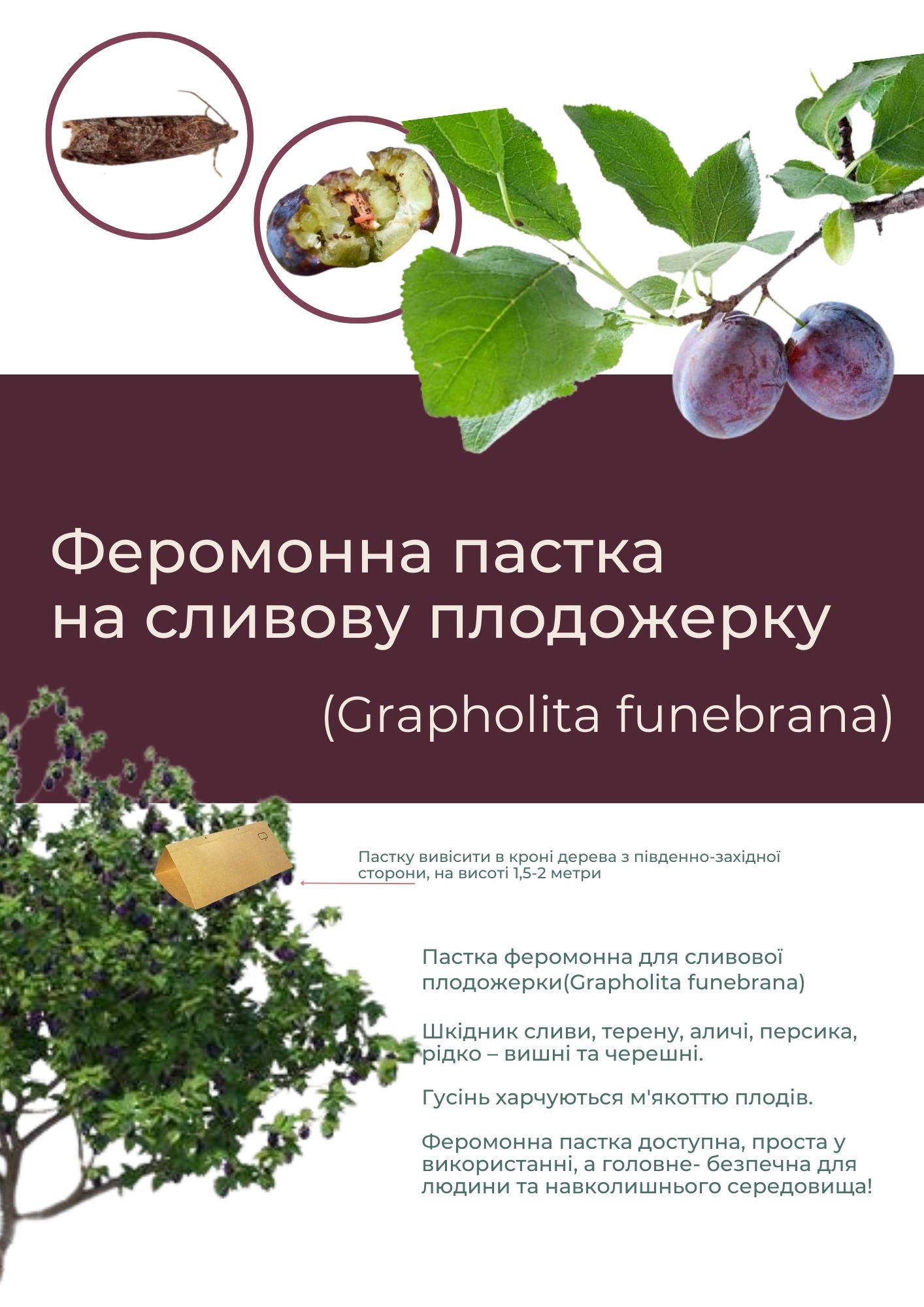 Феромонная ловушка на сливовую плодожорку (С004)