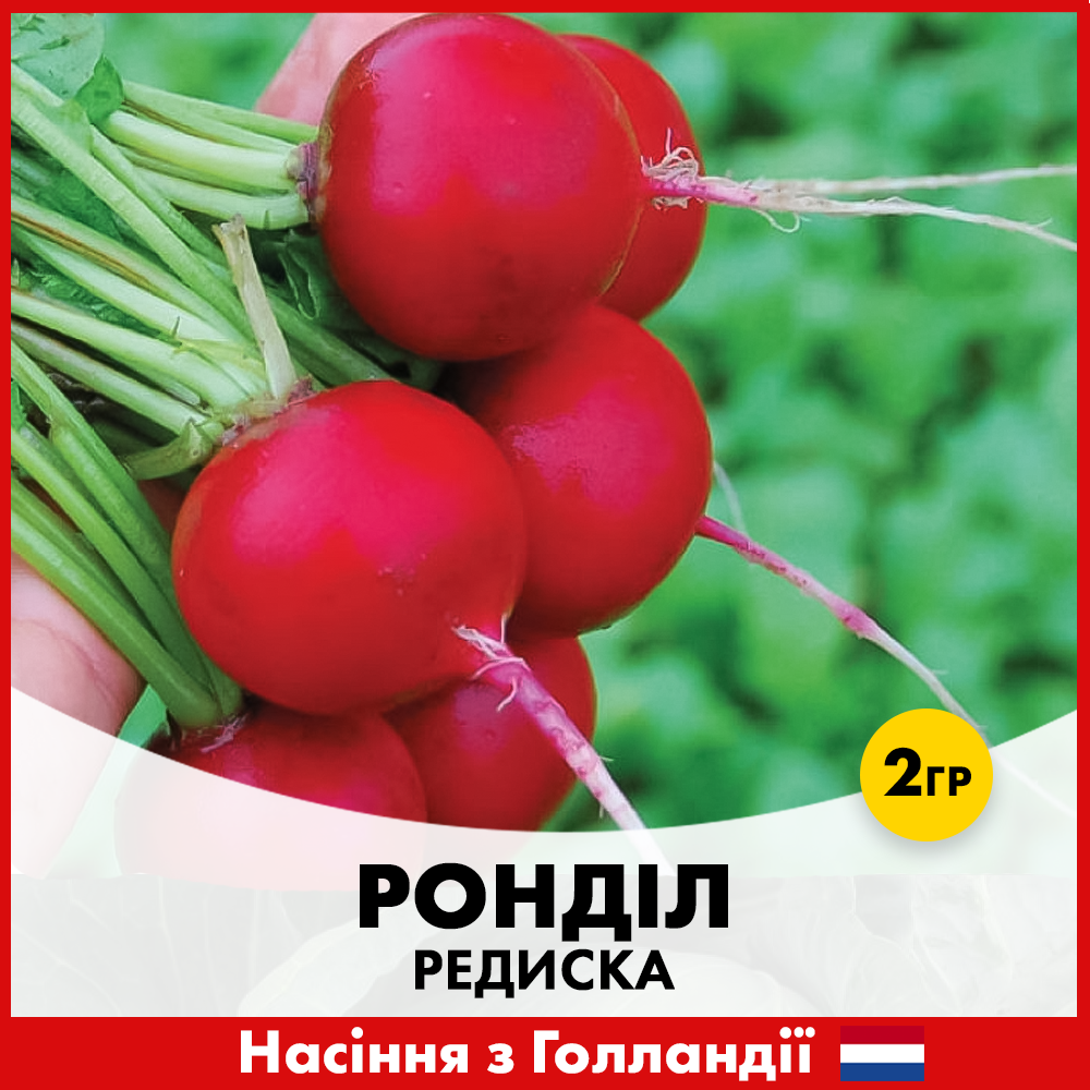 Насіння редисуки Rijk Zwaan Ронділ 2 г (R50210)