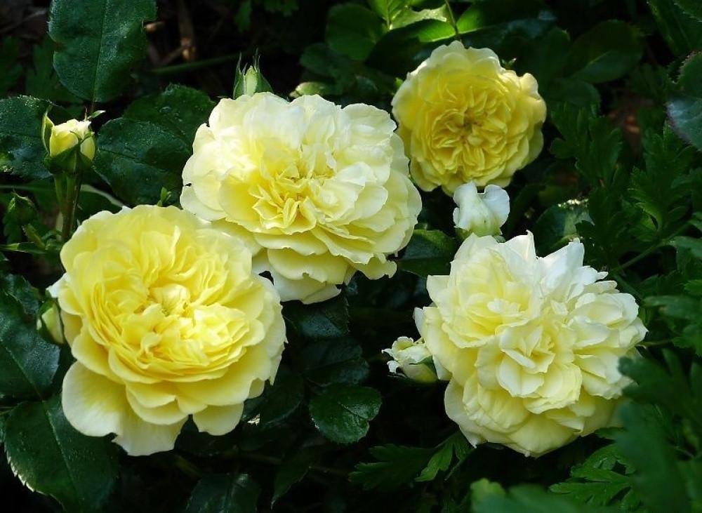 Роза Velet Solero Флорибунда в контейнере (2558773075) - фото 3 Роза Velet Solero Флорибунда в контейнере (2558773075) - фото 3