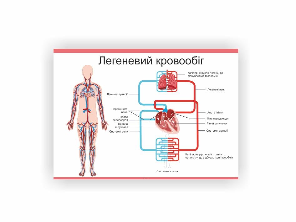 Плакат Vivay Легочное кровообращение 60х40 см (25671373)