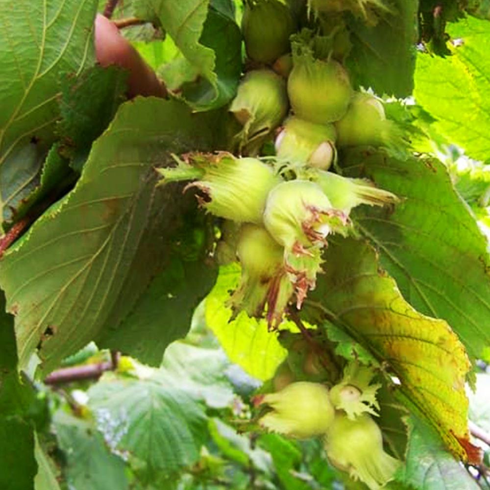 Саджанець фундука Боровський сіянець 2-річний (14964922) Саджанець фундука Боровський сіянець 2-річний (14964922)