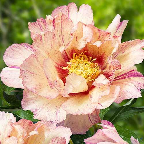 Пион Florium ITOH Lollipop (9701)