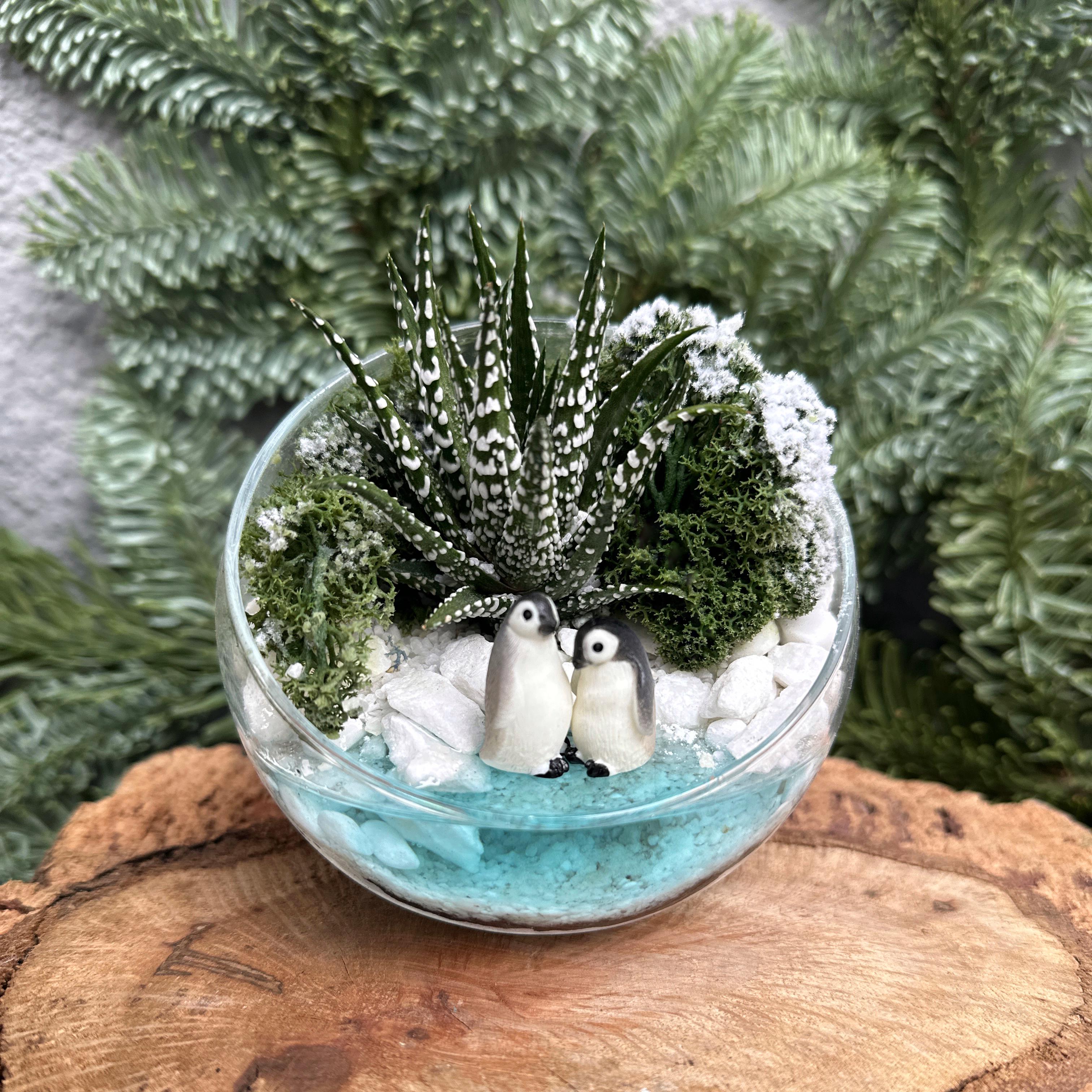 Флорариум с суккулентом и Пингвинами 10 см