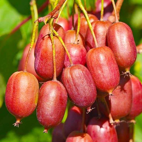 Актинідія Florium Scarlet September аргута (11643)