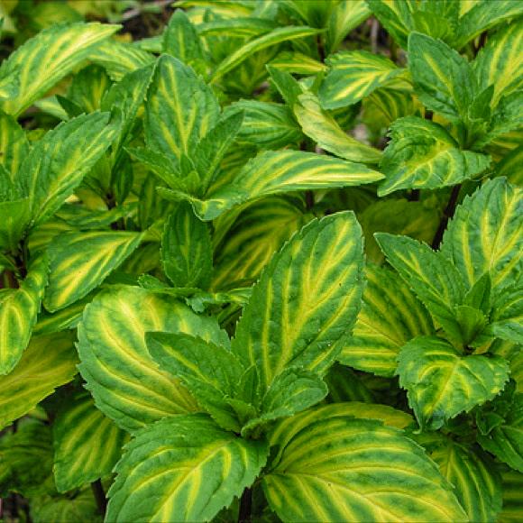 Саженец Мята Джинжер Mentha Ginger 3 шт.