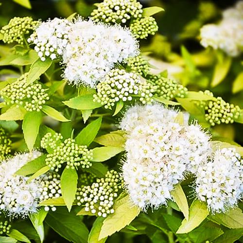 Спирея Florium White Gold (18063)