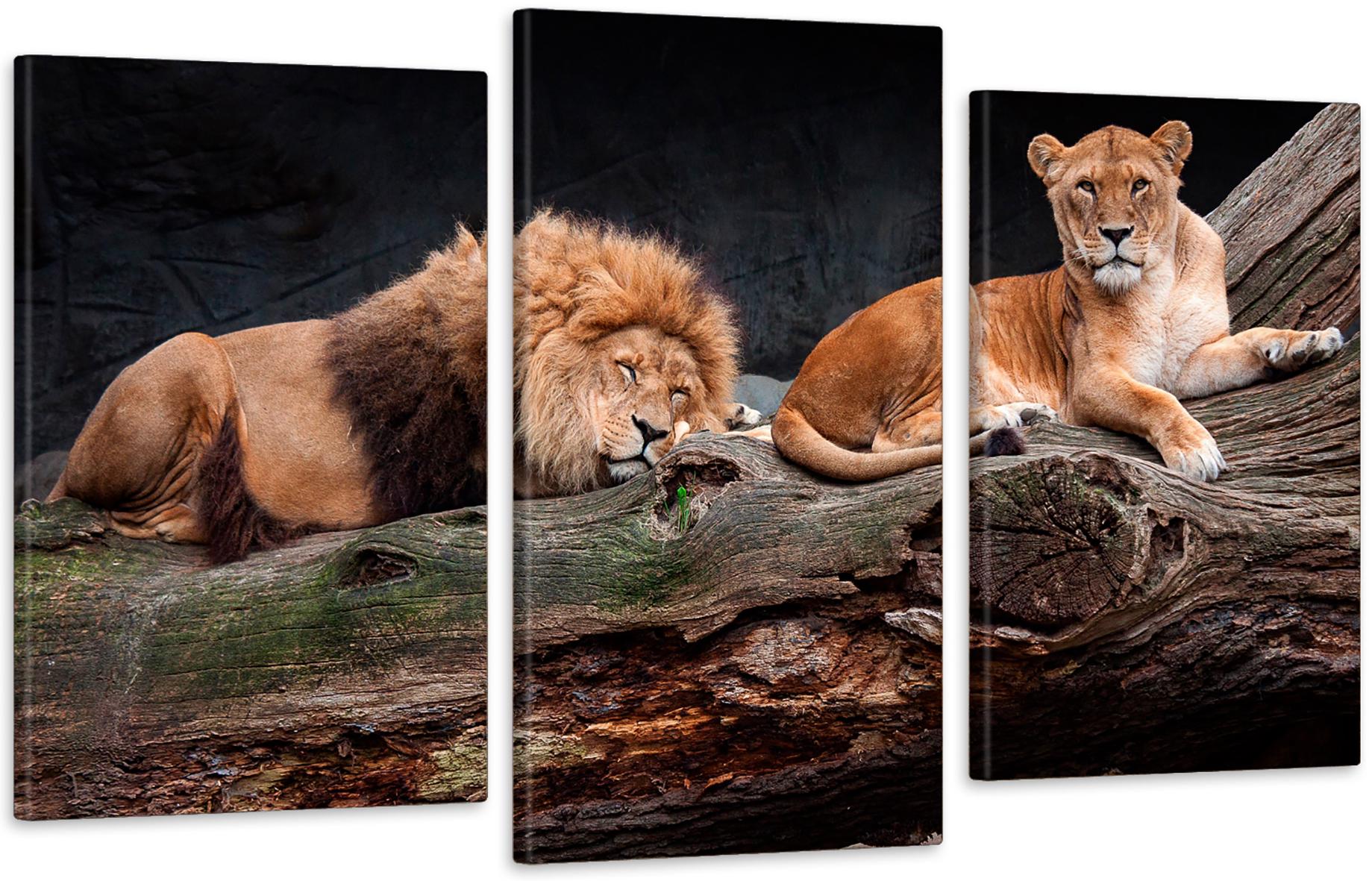 Картина модульная в гостиную/спальню Пара Львов 100х150 см (Art-563_3)