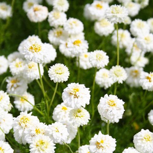 Хамемелюм Florium Flore Pleno (15091)