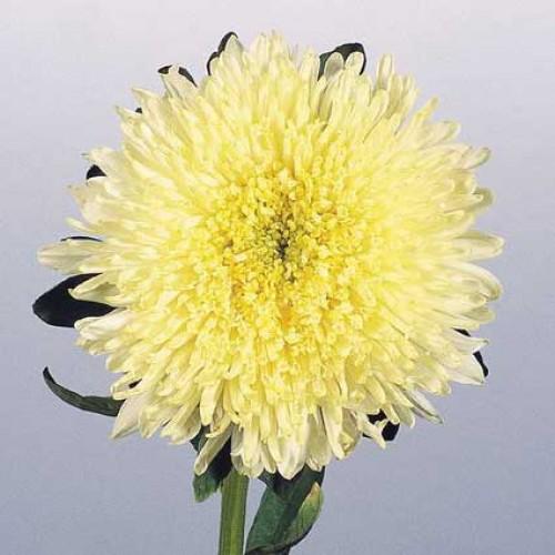 Семена Астра Benary's Princess Yellow ТД Гекса-Украина 4840 100 шт. (IR003092)