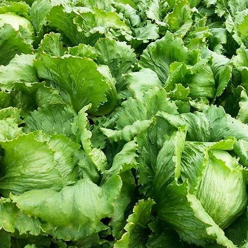 Семена Салат Florium Єва качаний (16959)