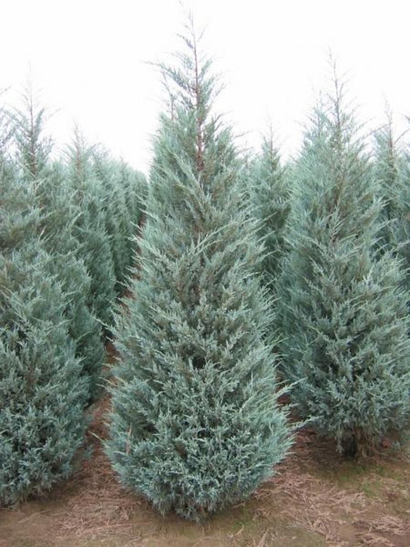 Можжевельник скальный Мунглоу С3 (2669484434) - фото 3 Можжевельник скальный Мунглоу С3 (2669484434) - фото 3