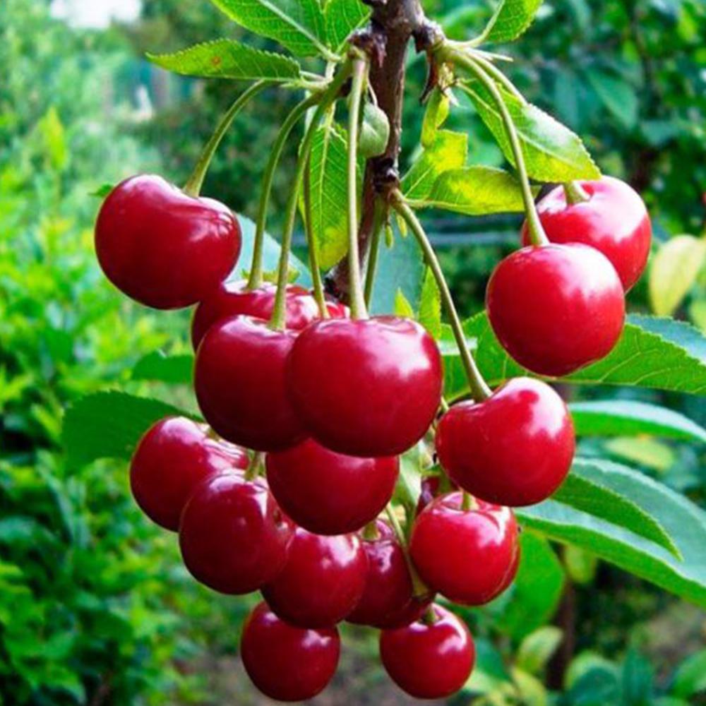 Саджанець вишні Балатон 1-річний (14965041)