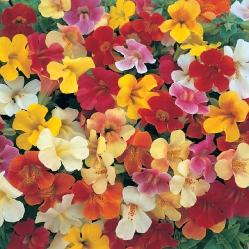 Семена цветов Floranova Мимулюс Губастик Magic Formula Mix 1000 шт. (BN07622)
