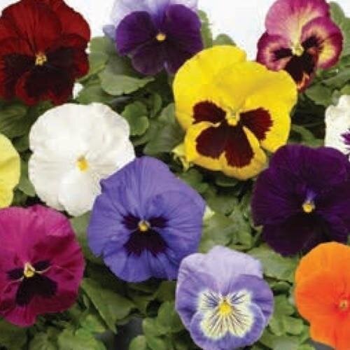 Семена цветов Виола Fino F1 Mix Syngenta 25 шт. (BN08439-4)