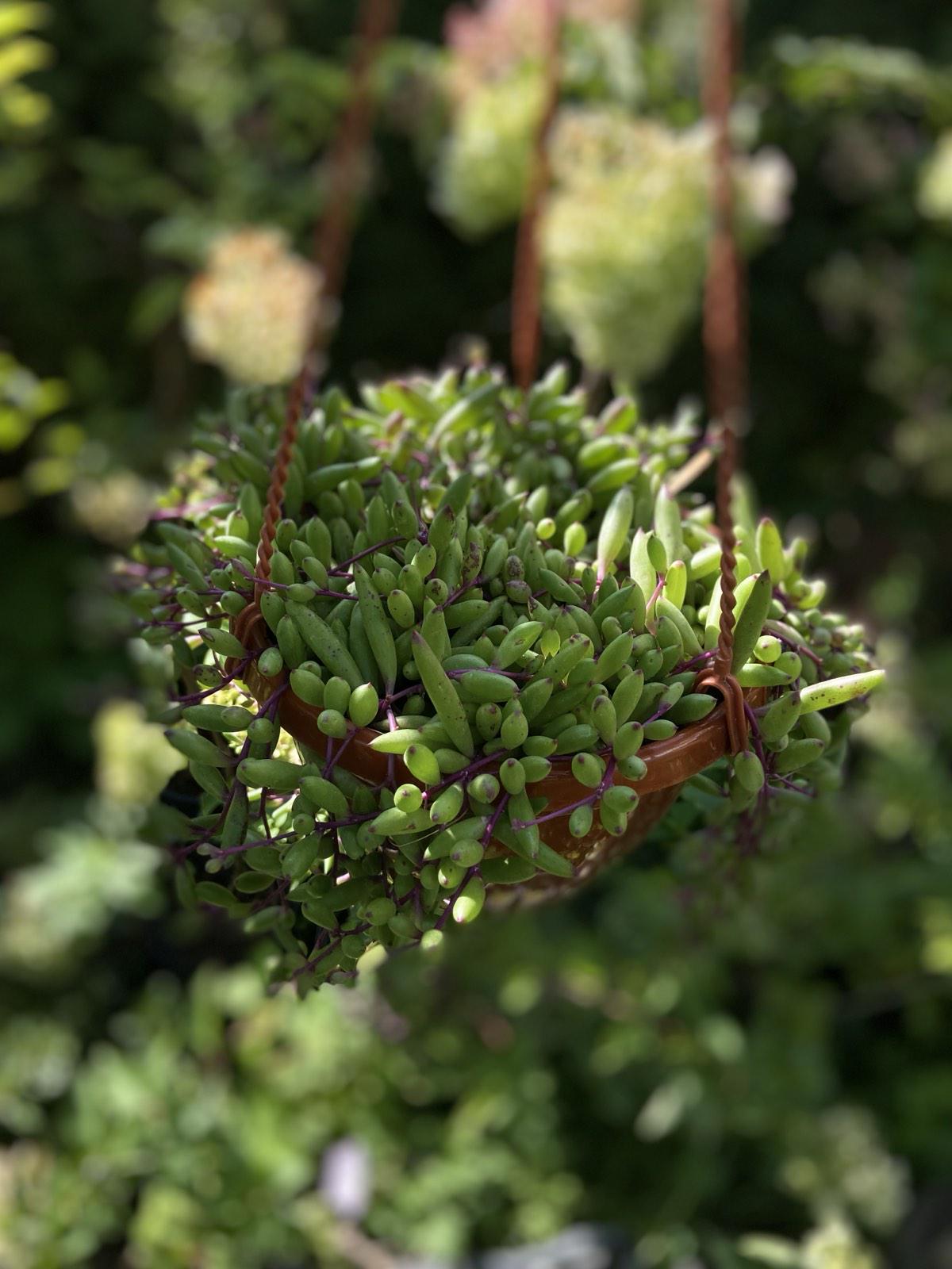 Саджанець Відтона С 3 л рідкісний полив (29863028)
