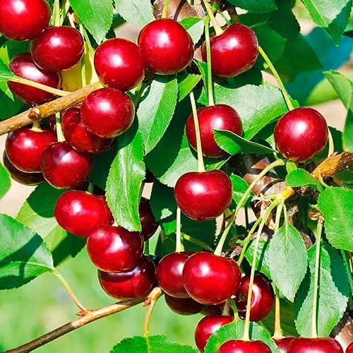 Саджанець Вишня Іграшка літній сорт ранній термін дозрівання (21361)