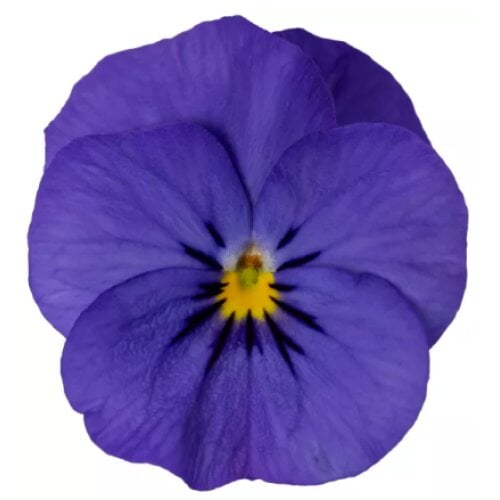 Семена цветов Виола рогатая Syngenta Penny Pro Deep Blue 1000 шт. (BN13120)