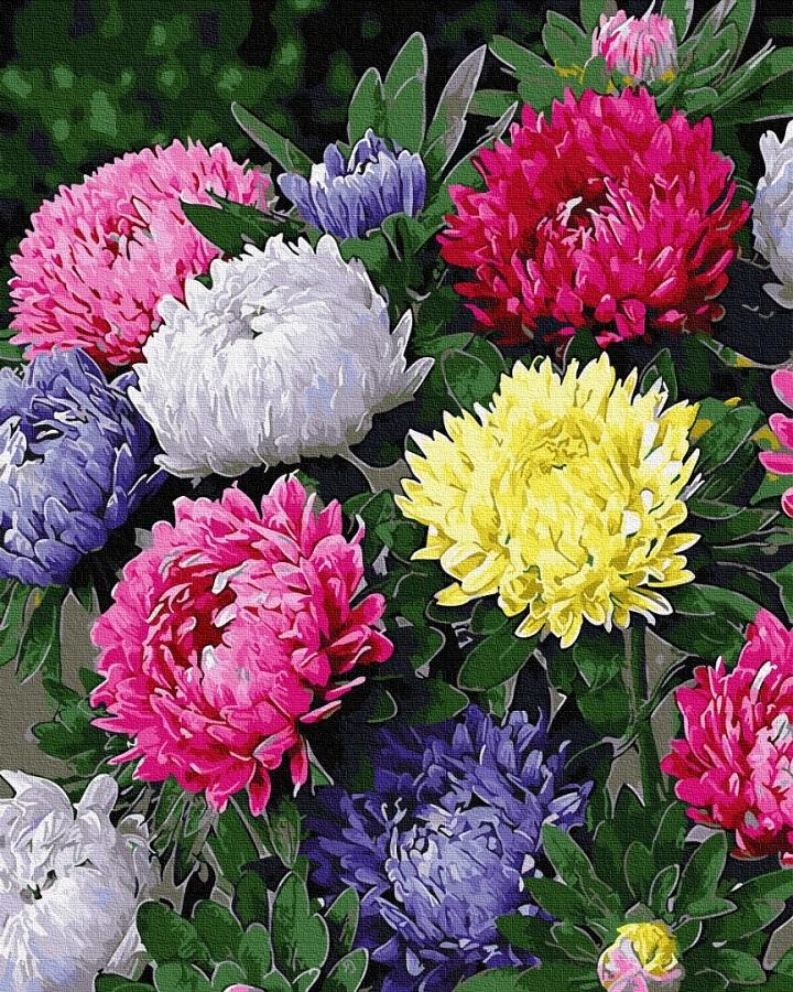 Картина по номерам Разноцветные астры (GX31230)