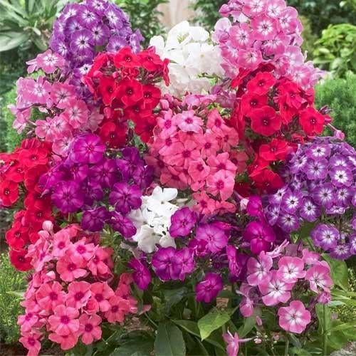 Флокс Mix Florium