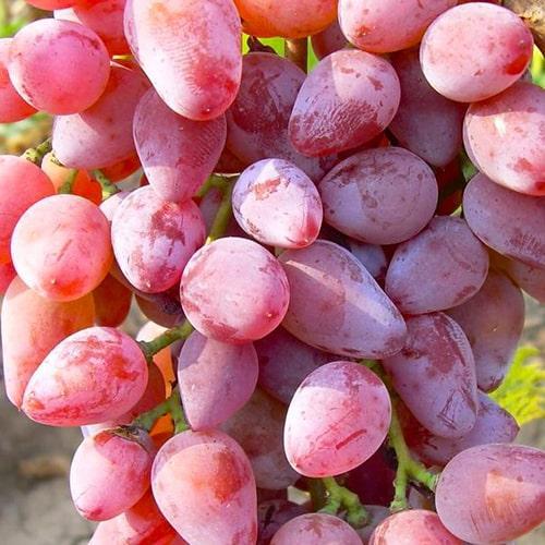Сажанец Виноград Супер Ляля хрустящая,сладкая мякоть гармоничного вкуса/ранний (63760)