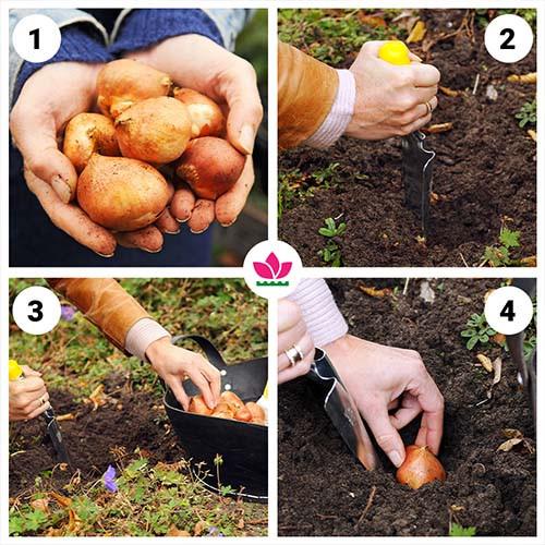 Тюльпан Florium Flaming Club 10 шт. (18526) - фото 4