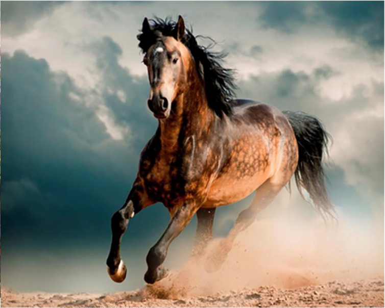 Алмазная мозаика Cornix Art AY10 40x30 см (4274)