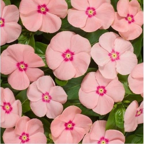 Семена цветов Катарантус Heatwave peach Hem Genetics 1000 шт. (BN10407)