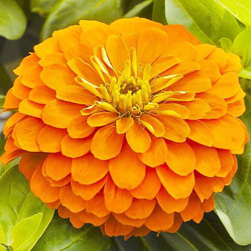 ᐉ Циния Florium Махровая Эльдорадо (13042)