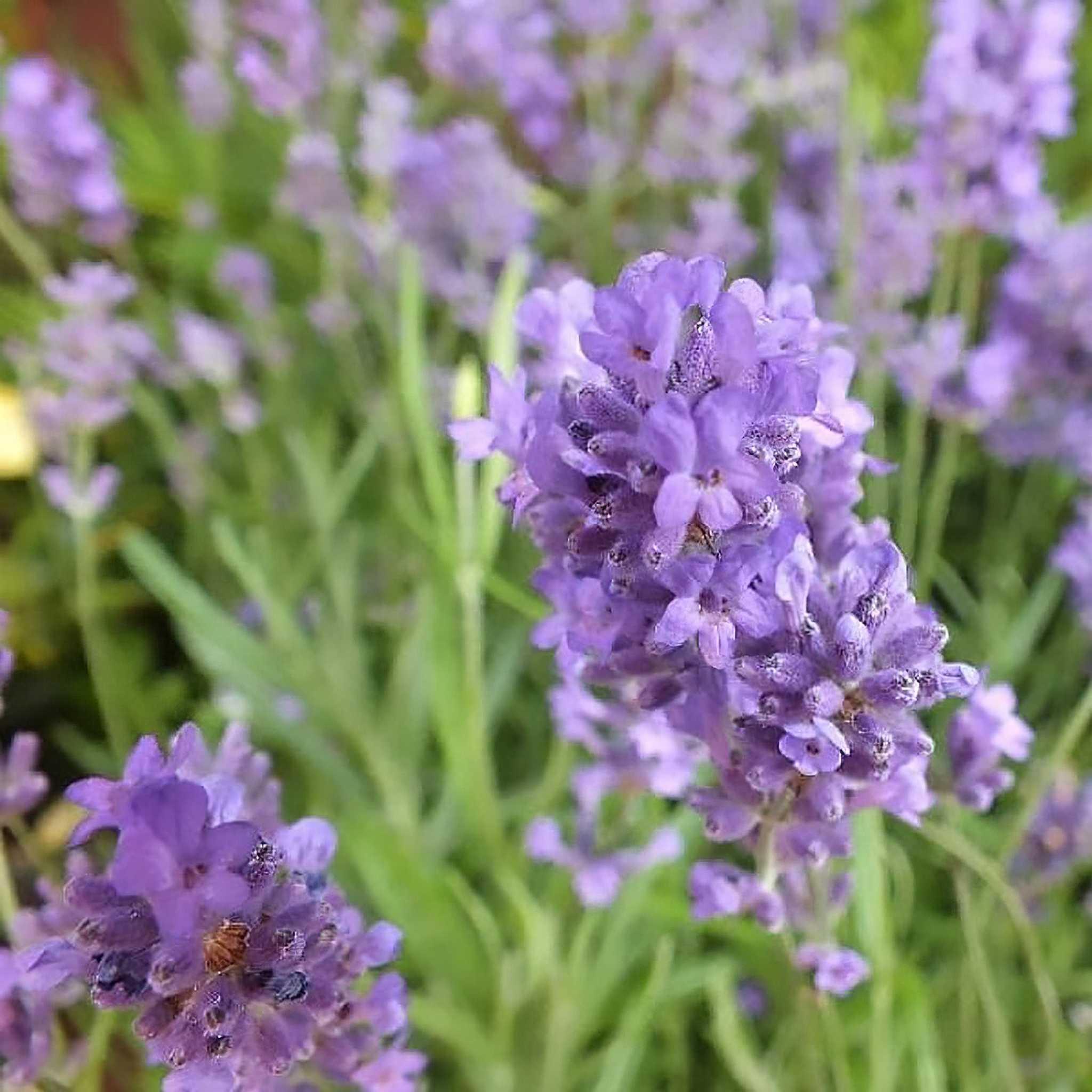 Лаванда узколистная Дварф Блю Dwarf Blue 1 шт. (38288331)