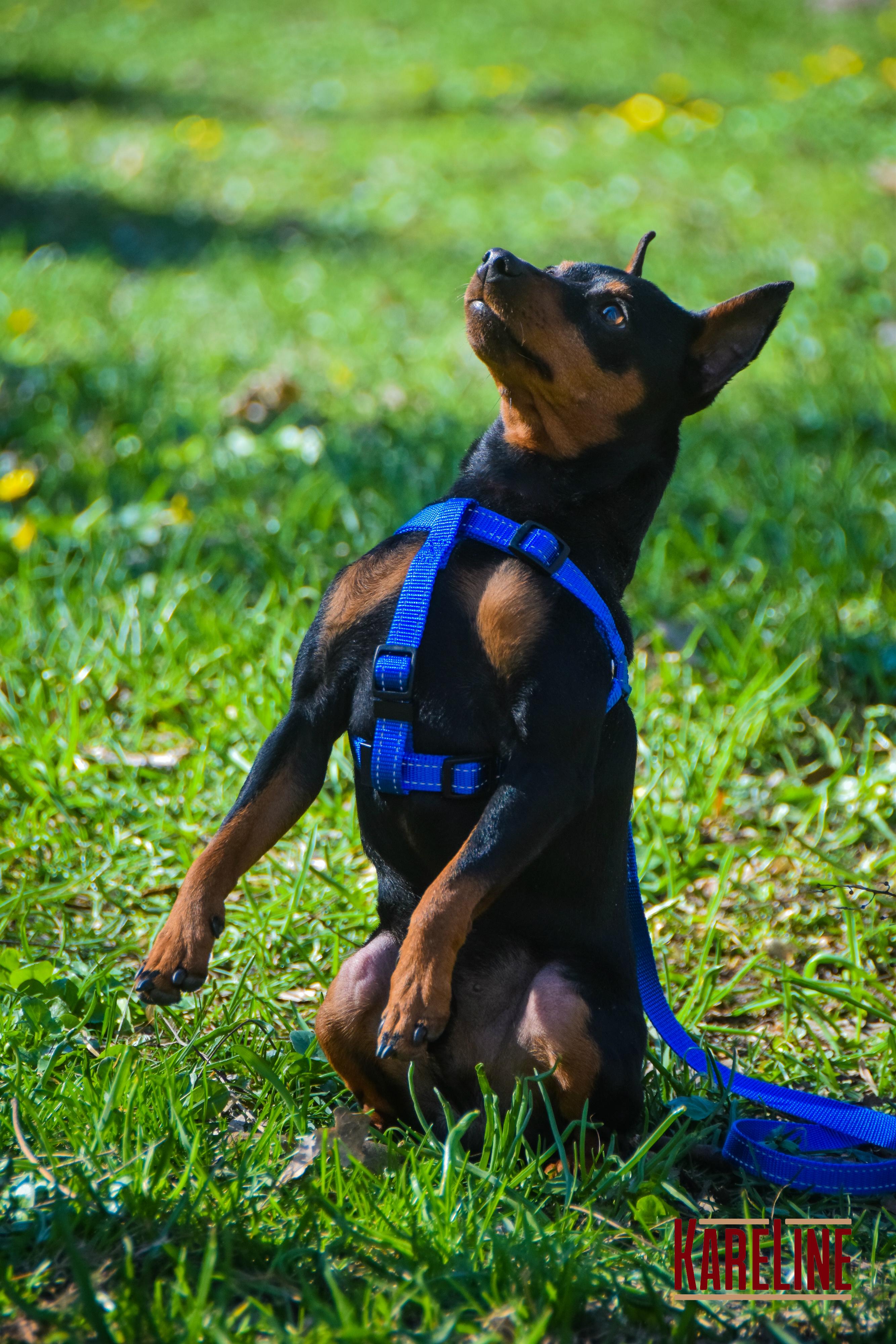 Шлея KareLine из нейлона с пластиковой пряжкой 10 мм А:240-300 мм В:260-400 мм Синий (0861/7) - фото 6