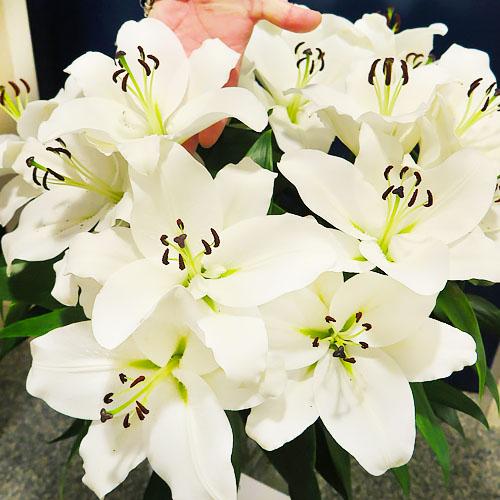 Лилия Genzano Florium - фото 3 Лилия Genzano Florium - фото 3