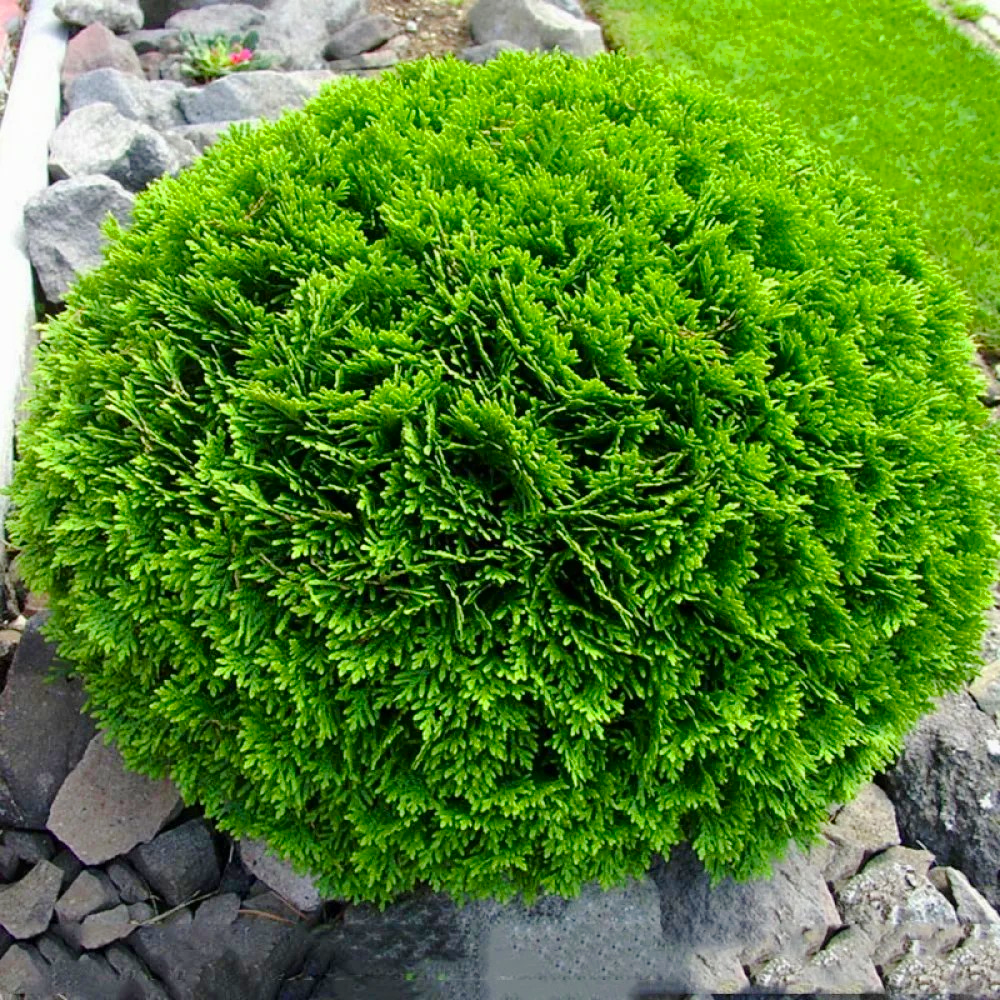 Саженец туи западной Thuja occidentalis Danica 3-х летняя С1.5 (1469185901) - фото 3